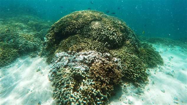 Coral bleaching in Hawaii was caused by warmer-than-normal ocean temperatures in late September 2015. There has been massive coral bleaching for two years running at the Great Barrier Reef.