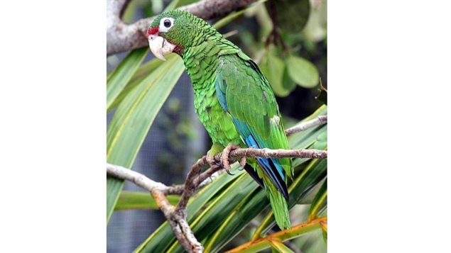 The Culebra parrot is extinct and its relative the Puerto Rican parrot is critically threatened as its habitat was removed. Dozens of species of mammals plants birds and fish have gone extinct in the past century through man’s activities.