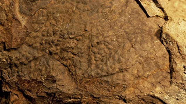 This skin fossil is believed to show texture from the back in an area behind the legs and towards te tail of T-Rex (found in Montana)