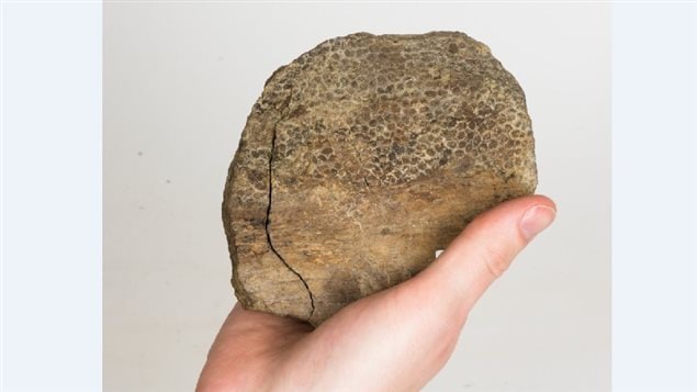 A hand provides an idea of the size of the scales that would have been on the skin of a tyrannosaurid