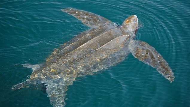 The new MPA is an important summer feeding area for the endangered leatherback sea turtle