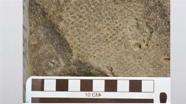 Albertosaurus skin fossil showing the tiny scale-like surface