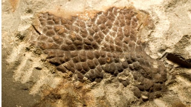 T-Rex skin fossil; The first positively identified as T-Rex skin