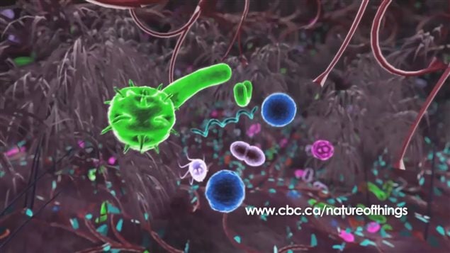 The CBC program, The Nature of Things, illustrated the broad effects of the millions of bacteria in the human intestines.