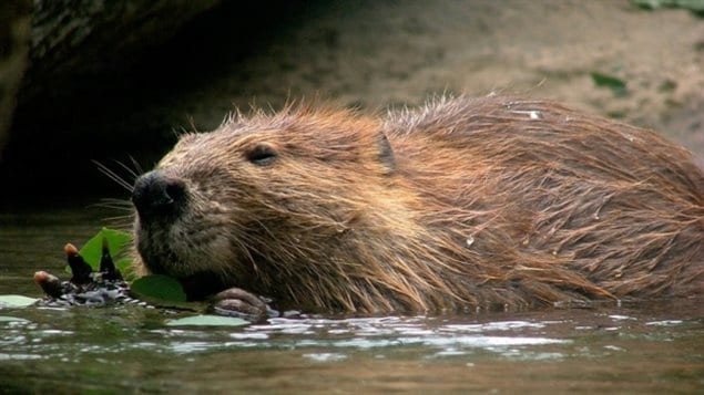 Beavers are considered ecosystem engineers — a keystone species. That means they alter the habitat for themselves and other animals. 