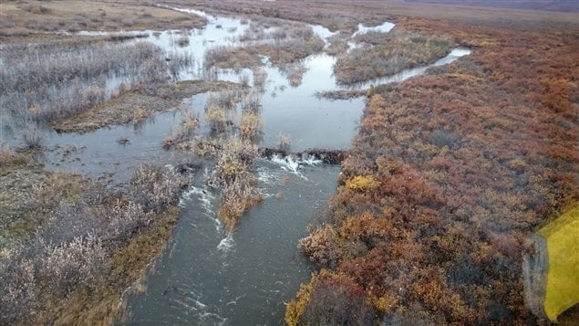 A beaver dam is seen on the Babbage River near the Beaufort Sea coast in Yukon Territory