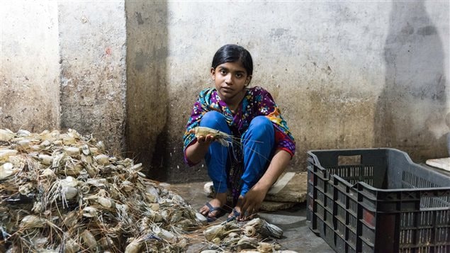 A child works in a shrimp processing plant in Bangladesh. ‘Shrimp is a significant Canadian import with a high risk of child labour,’ says World Vision. 