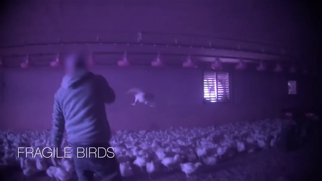 The video frame is one of several showing a worker throwing a chicken.