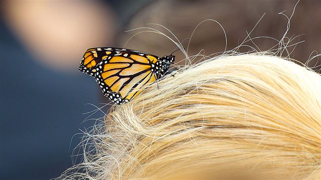 Un papillon monarque sur des cheveux
