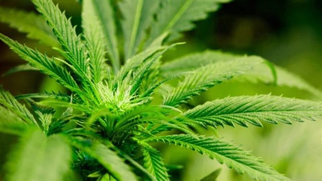 大麻将在一年后在加拿大合法化