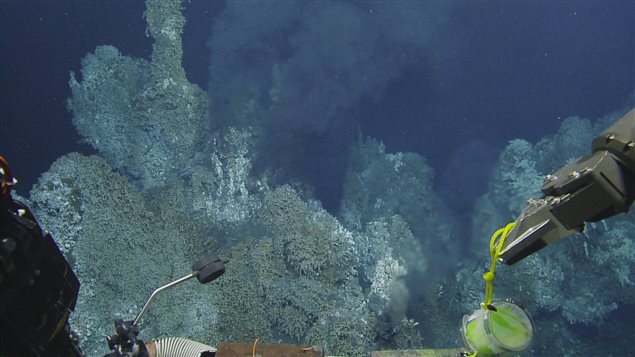 A black smoker releases mineral-rich water at temperatures in excess of 300oC/575oF. When vent fluids mix with cold ocean water, they cool quickly leaving steep temperature gradients around the vent. It’s in an *Area of Interest* in the Pacific about 150 km west of Vancouver Island, destined to become a Marine Protected Area by 2020.