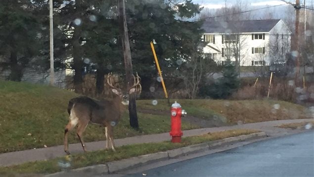 This is just one of the deer that has been hanging out around Truro. (Submitted by the Town of Truro)