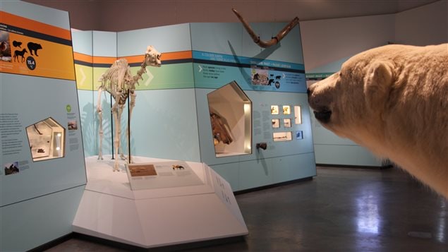 The Canadian Museum of Nature is celebrating the Arctic with special displays and activities during this summer of 2017.