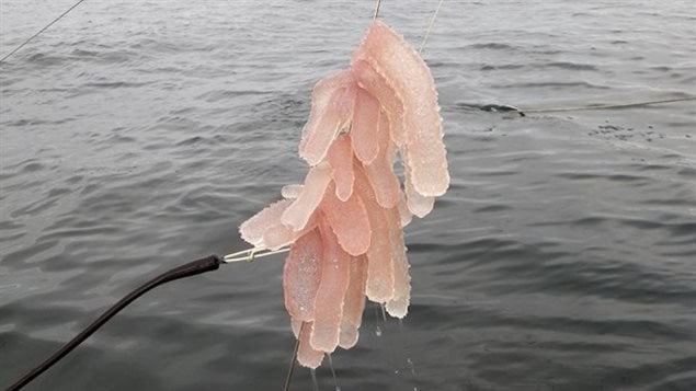 pyrosomes