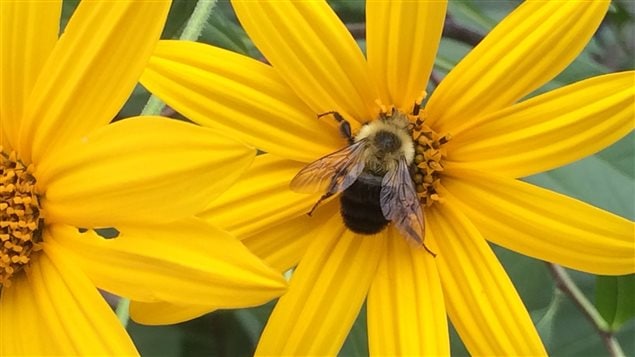 A bumble bee visits a Jerusalem artichoke in the Carolinian Zone.