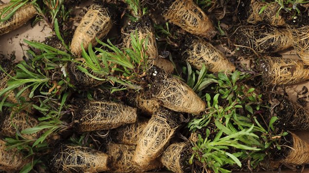 Gardeners are urged to plant seeds of species that are native to the Carolinian Zone.