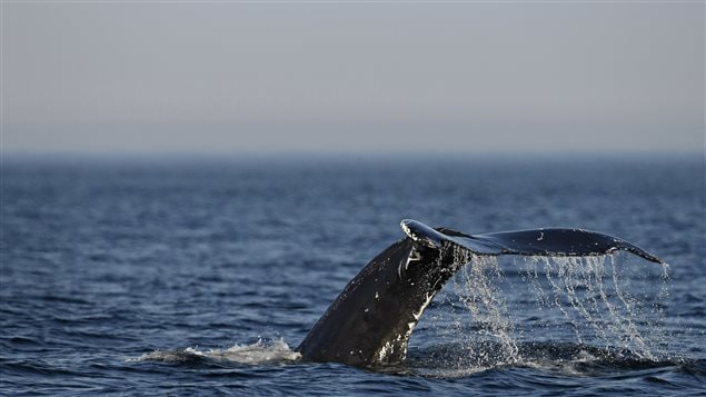 A humpback whale’s tail comes out of the water during a ride on the Les Ecumeurs boat on the St. Lawrence river at Les Escoumins, Quebec, August 13, 2009. 
