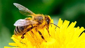 Unlike some other pesticides which remain on the surface of a plant, neonicotinoids are absorbed by the plant and are present in the pollen and nectar. Neonics are a neurotoxin acting on the brains and nervous system of insects.