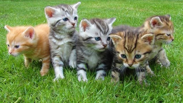 The SPCA urges people to adopt pets from shelters or responsible breeders.