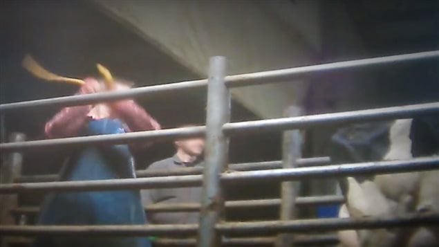 video grab of a worker beating cow with a large stick.