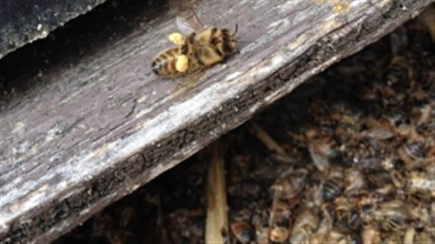 2014 David Schuit, owner of Saugeen Country Honey near Hannover, Ont., says he has lost more than 65 million bees over two years. A new long term field study confirms warlier *criticized* stody results linking neonics to bee problems