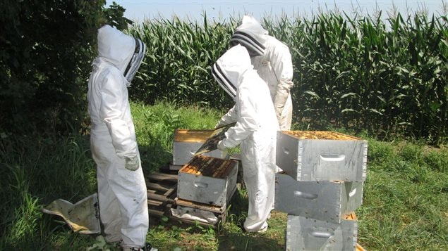 Setting out bee hives for the study near neonic corn fields in southern Ontario and Quebec as part of a real world condition, season -long study.