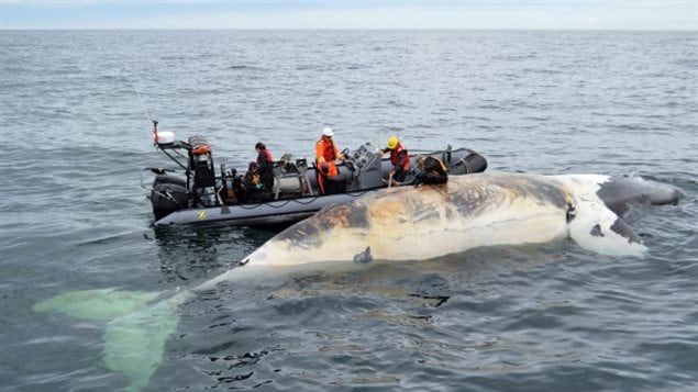 Marine mammal experts are conducting full necropsies will be needed to figure out what caused the deaths of at least six North Atlantic right whales found floating in the Gulf of St. Lawrence. 