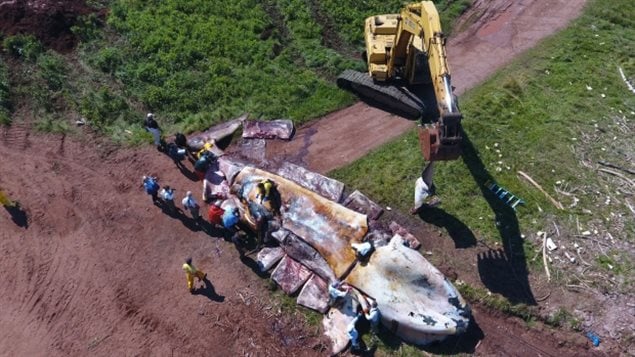 Aerial view of first necropsy after scientists have stripped away the blubber.