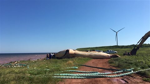 Une carcasse est hissée sur la côte, mercredi soir dernier, à un endroit isolé dans les environs de Norway, à l’Île-du-Prince-Édouard. Photo : Radio-Canada/Nicolas Steinbach