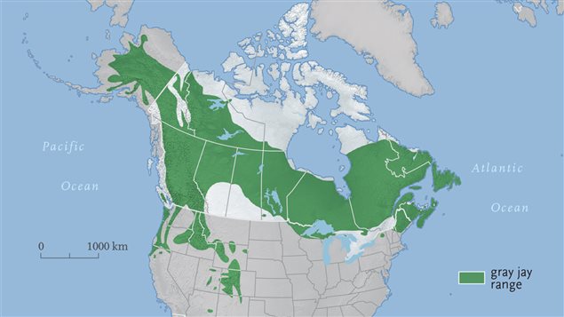 The grey jay range. A boreael forest bird, it is almost exclusive to Canada