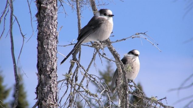 The people have spoken but the government is not on board (at this time). The grey jay will not be named as Canada’s official bird.