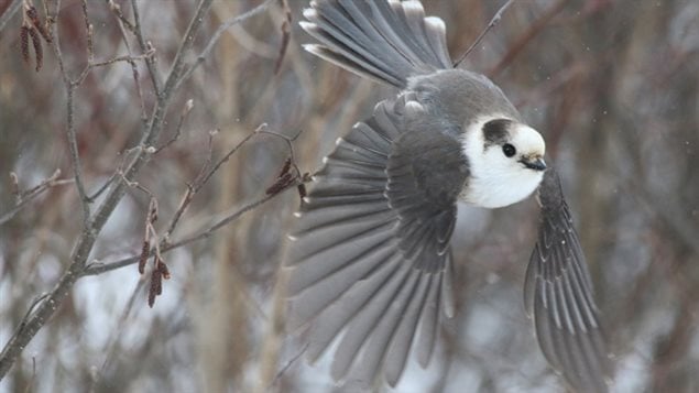 The grey jay was chosen as the top nominee for Canada’s national bird because it can be found across the entire country and embodies the Canadian spirit, the Royal Canadian Geographical Society says.