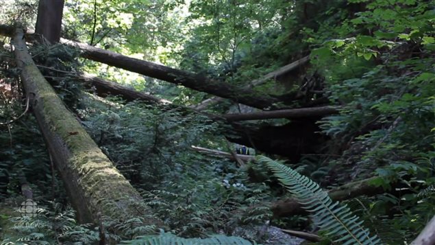 A passerby thought the woman had fallen about 15 metres into the ravine.