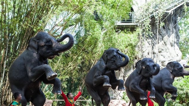 *Tricks* are not natural for elephants and puts unnatrual straini on their bodies, feet and joints. Animal rights agencies say training only comes through a breaking of the animal’s will, and fear of beatings.