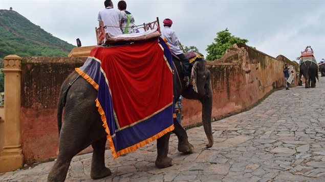 World Animal Protection makes several suggestions to improve captive elephant lives and their handlers, while working to end the practice of keeping elephants for tourist rides and shows