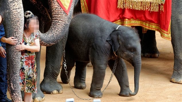 Nong Nooch Garden, Thailand holds about 60 elephants. They are ridden, used for souvenir pictures and forced to entertain tourists by playing football, painting, riding tricycles, throwing darts and dancing. 