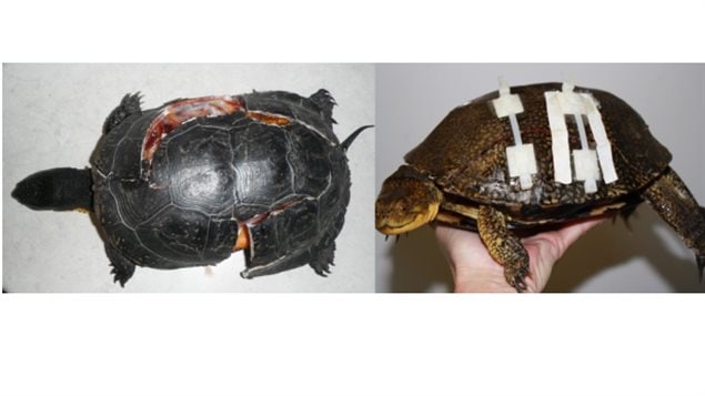endoscopes and dental drills to super glue and cable ties to repair shells. Shells can usually heal after about eight weeks and the animals are kept in the centre until ready to be released back into the wild. The Blandings turtle is listed as a *threatened* species.
