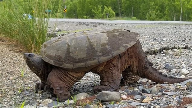 Snapping turtles populations have seen a decline in recent years, leading them to be added to Ontario’s species at risk list. Turtles often see road shoulders as good places for egg laying as the gravel is soft for digging, and warmed by the sun..