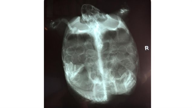 X-ray of an injured female snapping turtle. The turtle carried 32 eggs. She and 17 baby turtles that hatched were saved and returned to the wild.