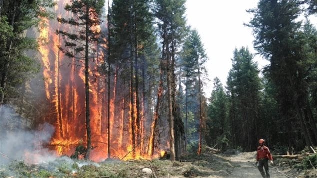 Caribou habitat can be disrupted by fire.