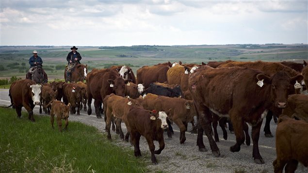 Cowboys move 200 cows and their calves along a secondary highway north west of Calgary, Alta., Tuesday, May 28, 2013.