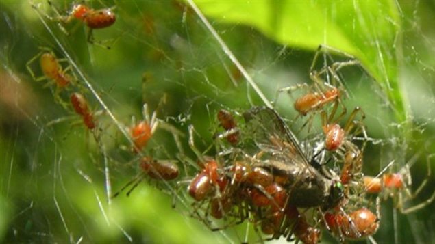 Las arañas saben que en la unión está la fuerza para seguir existiendo como especie.