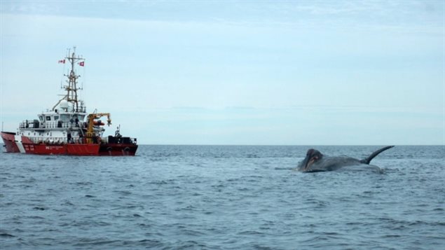  Seven right whales have been found dead since the beginning of June 2017.