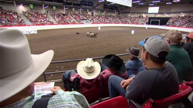 Big crowds for the *stock dog* herding competition. 