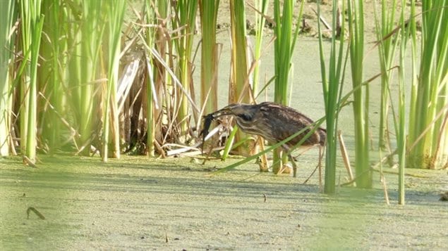 An American bittern eats a barred tiger salamander in a duckweed and algae-covered marsh in southwestern Manitoba. Wetlands are also a critical habitat for a wide variety of wildlife.