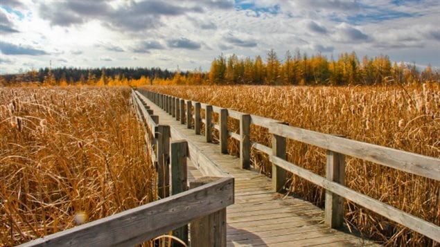 This *field* near Ottawa looks dry but is actually a soggy peat bog. In case of heavy rain, it can absorb a vast amound of water and prevent or reduce flood damage to nearby crops or buuildings and infrastructure. 