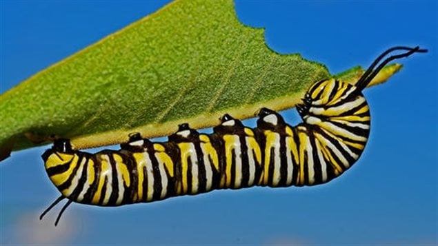 Monarch caterpillars only eat milkweed and would not survive without it.