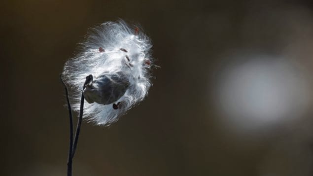 Citizens are asked to find milkweed plants, look for caterpillars and report their findings..