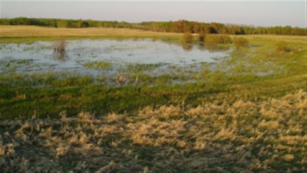 A ’Class 3’ or seasonal wetland is defined as one that is flooded until about the end of June every summer. Wetlands absorb excess water in heavy rain and snow, and release it slowly in times of drought..kie a weater shock absorber.