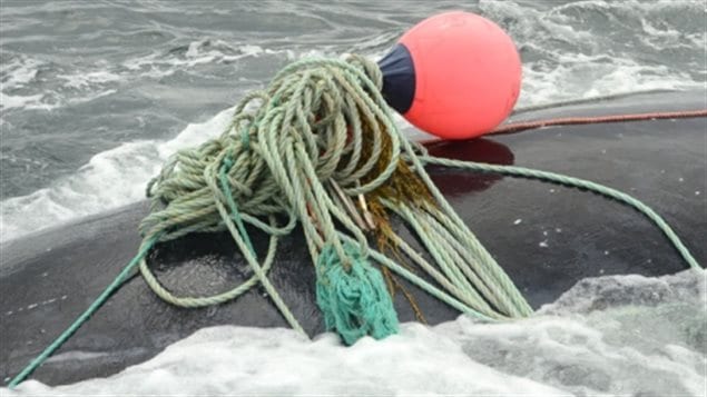Entanglements with fishing gear can cut deeply in flesh, and can tire and weaken the animal leading to slow death if not freed.